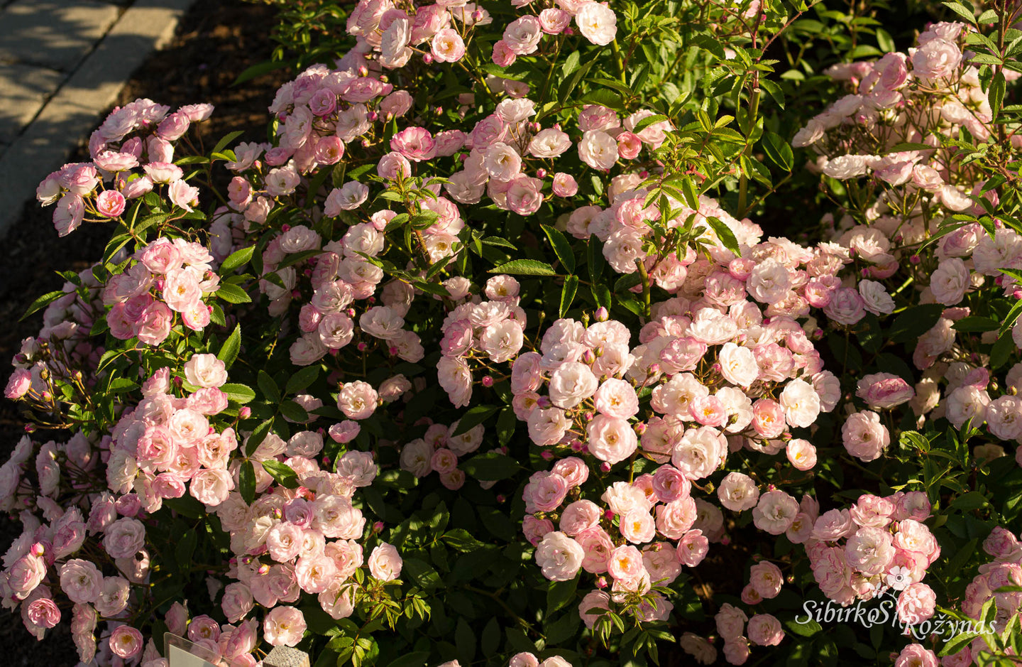 Heavenly Pink