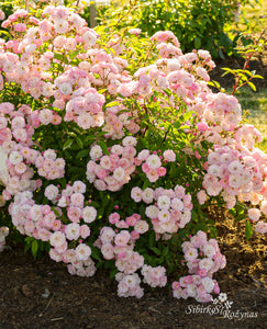 Heavenly Pink