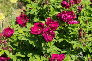 Rotes Phaenomen