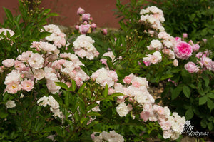 Perle Angevine