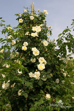 Load image into Gallery viewer, Schloss Seusslitz