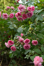 Load image into Gallery viewer, Pink Grootendorst