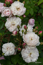 Load image into Gallery viewer, Blush Noisette