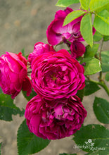 Load image into Gallery viewer, Crimsosn Grandiflora