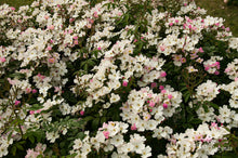 Load image into Gallery viewer, Lyda Rose