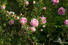 Load image into Gallery viewer, Burnet Double Pink