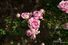 Load image into Gallery viewer, Burnet Double Pink