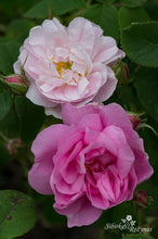 Load image into Gallery viewer, York and Lancaster
