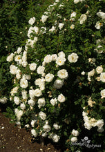 Load image into Gallery viewer, Rosa spinosissima pilnavidurė balta forma