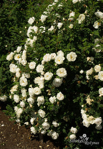 Rosa spinosissima pilnavidurė balta forma