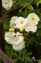 Load image into Gallery viewer, G. F. Veronica