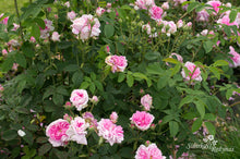 Load image into Gallery viewer, Ispahan