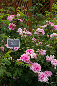 Ispahan