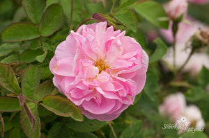 Gloire de Guiland