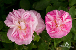 Gloire de Guiland