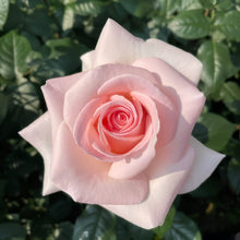 Load image into Gallery viewer, Prince Jardinier