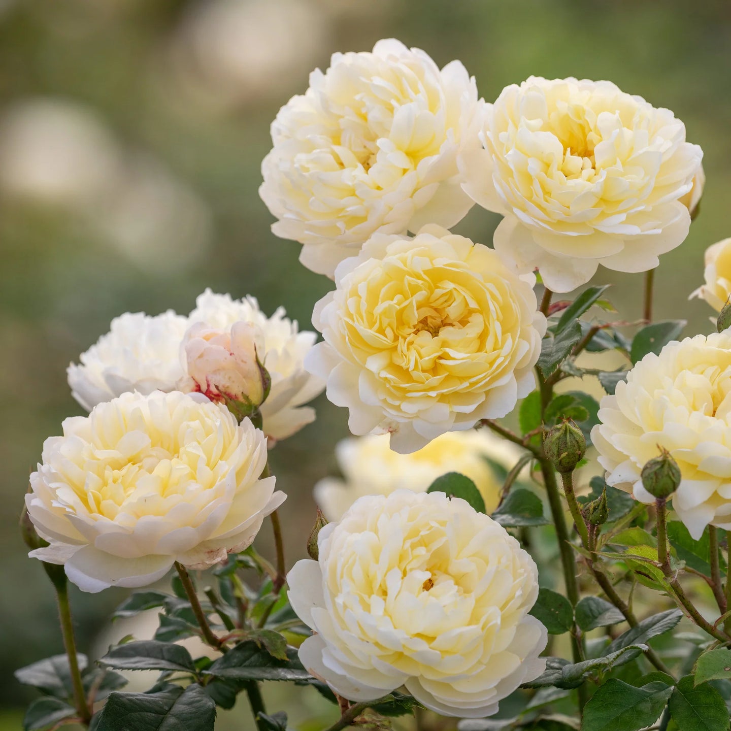 Fot.: David Austin Roses