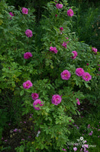 Load image into Gallery viewer, Soile Kyllikki