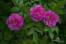 Load image into Gallery viewer, Soile Kyllikki