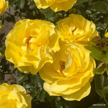 Load image into Gallery viewer, Here Comes the Sun
