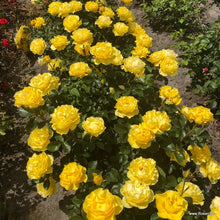 Load image into Gallery viewer, Here Comes the Sun