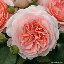 Load image into Gallery viewer, Märchenzauber