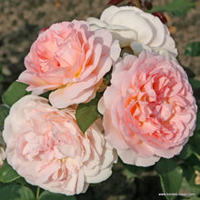 Load image into Gallery viewer, Märchenzauber