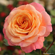 Load image into Gallery viewer, Peach Melba