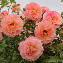 Load image into Gallery viewer, Peach Melba