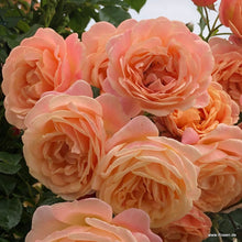 Load image into Gallery viewer, Peach Melba