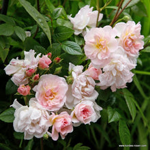 Load image into Gallery viewer, Sweet Siluetta
