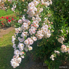 Load image into Gallery viewer, Sweet Siluetta