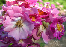 Load image into Gallery viewer, Lavender Friendship
