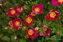 Load image into Gallery viewer, Single Cherry