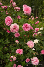 Load image into Gallery viewer, Vilniaus Centifolia