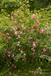 Hurdalsrose