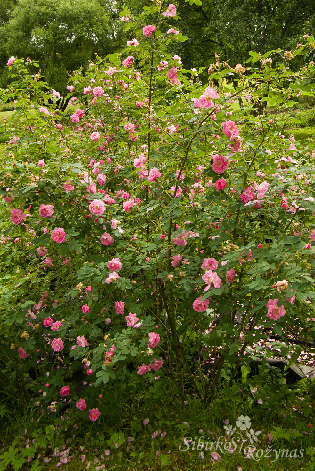 Hurdalsrose