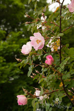 Load image into Gallery viewer, Rosa glauca 'Nova'