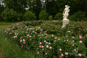 Jacques Cartier