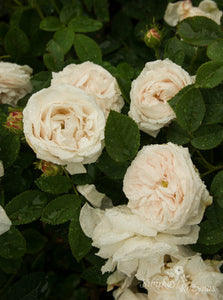 Botzaris
