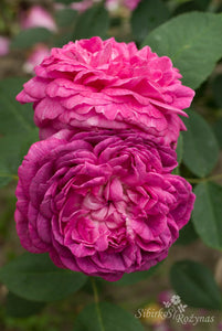 Reine des Violettes