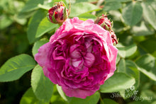 Load image into Gallery viewer, Reine des Violettes