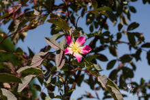 Load image into Gallery viewer, Rosa glauca