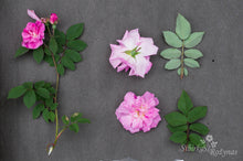 Load image into Gallery viewer, Morlettii