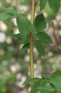 Morlettii