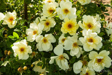 Load image into Gallery viewer, Aicha