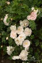 Load image into Gallery viewer, Stanwell Perpetual
