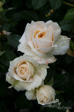 Load image into Gallery viewer, Lion's Rose