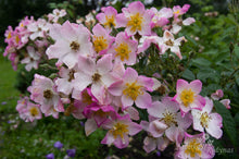 Load image into Gallery viewer, Lyda Rose
