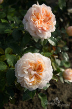 Load image into Gallery viewer, Garden of Roses